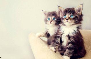 娱乐吃瓜酱小猫睡在哪里,揭秘萌宠的温馨睡眠角落